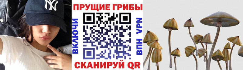 сколько стоит  блэк спрут ССЫЛКА  Галлюциногенные грибы ЛСД  Донской 